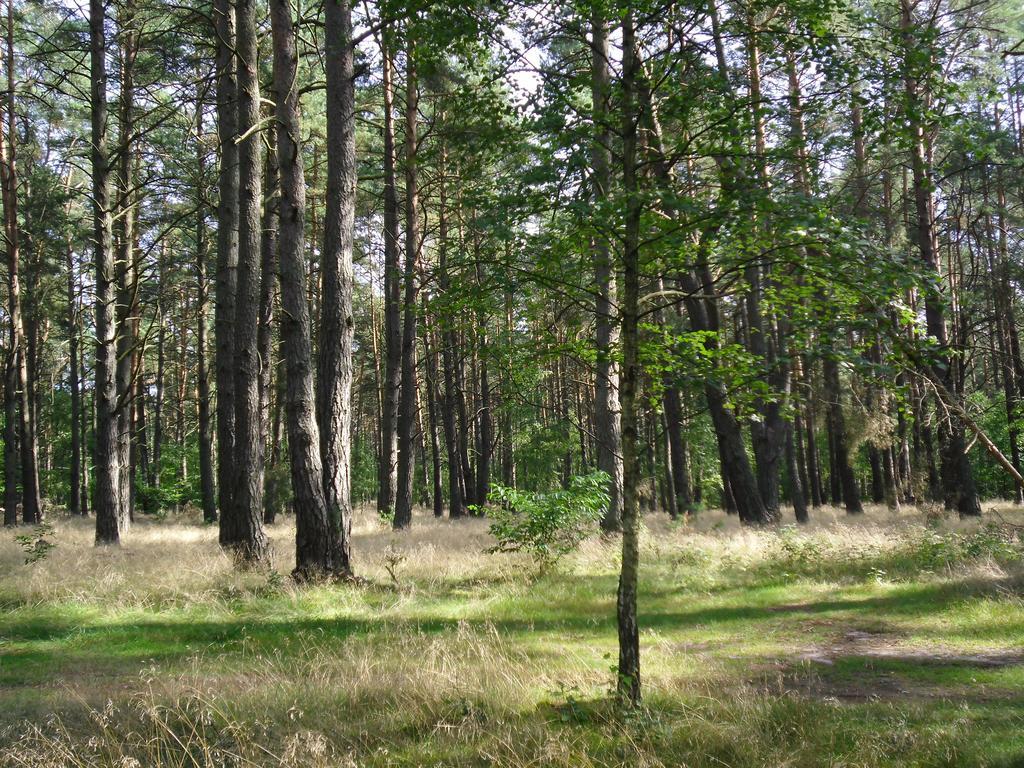 Kastavengrund - Ferienhaeuser Mit Kamin 利兴 外观 照片